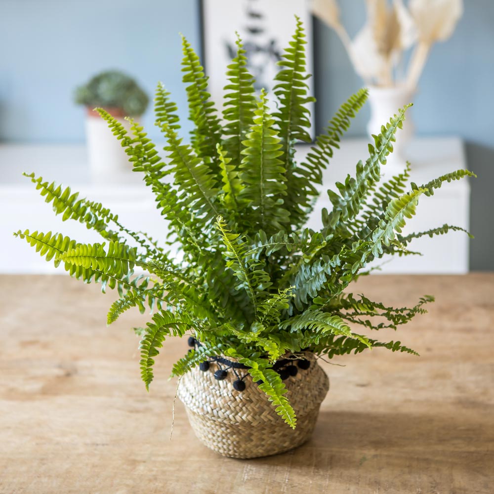 Fougère De Boston Nephrolepis 25-35cm - Plante D'Intérieur En Pot - Pour Maison Ou Bureau - Facile D'Entretien
