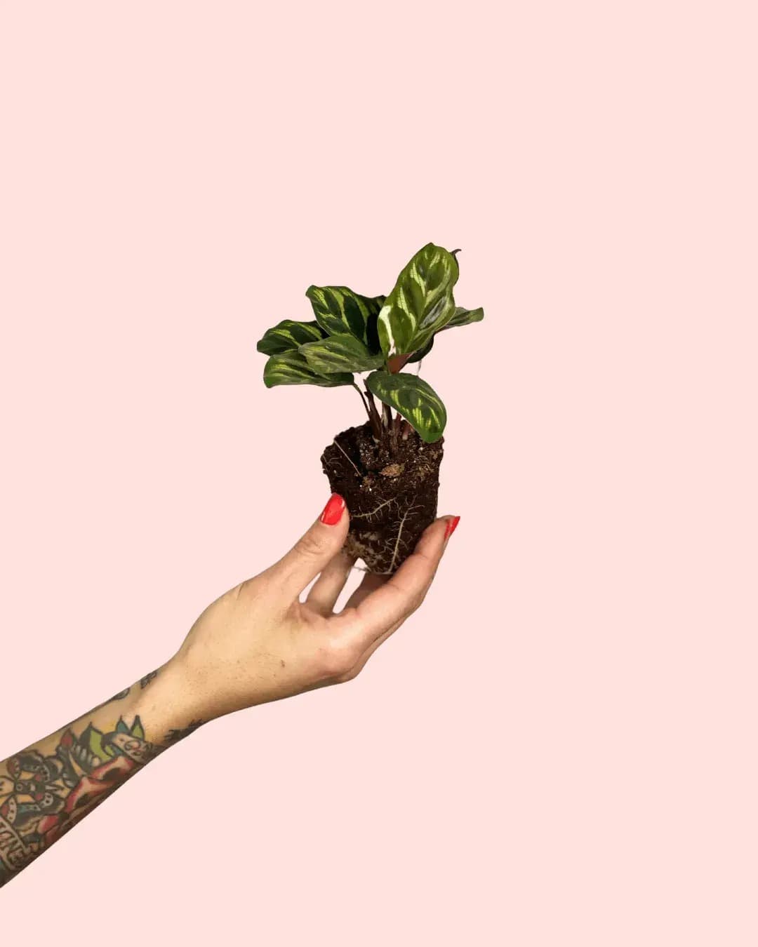 buy dracena plant Dracaena 'Marginata Cane'