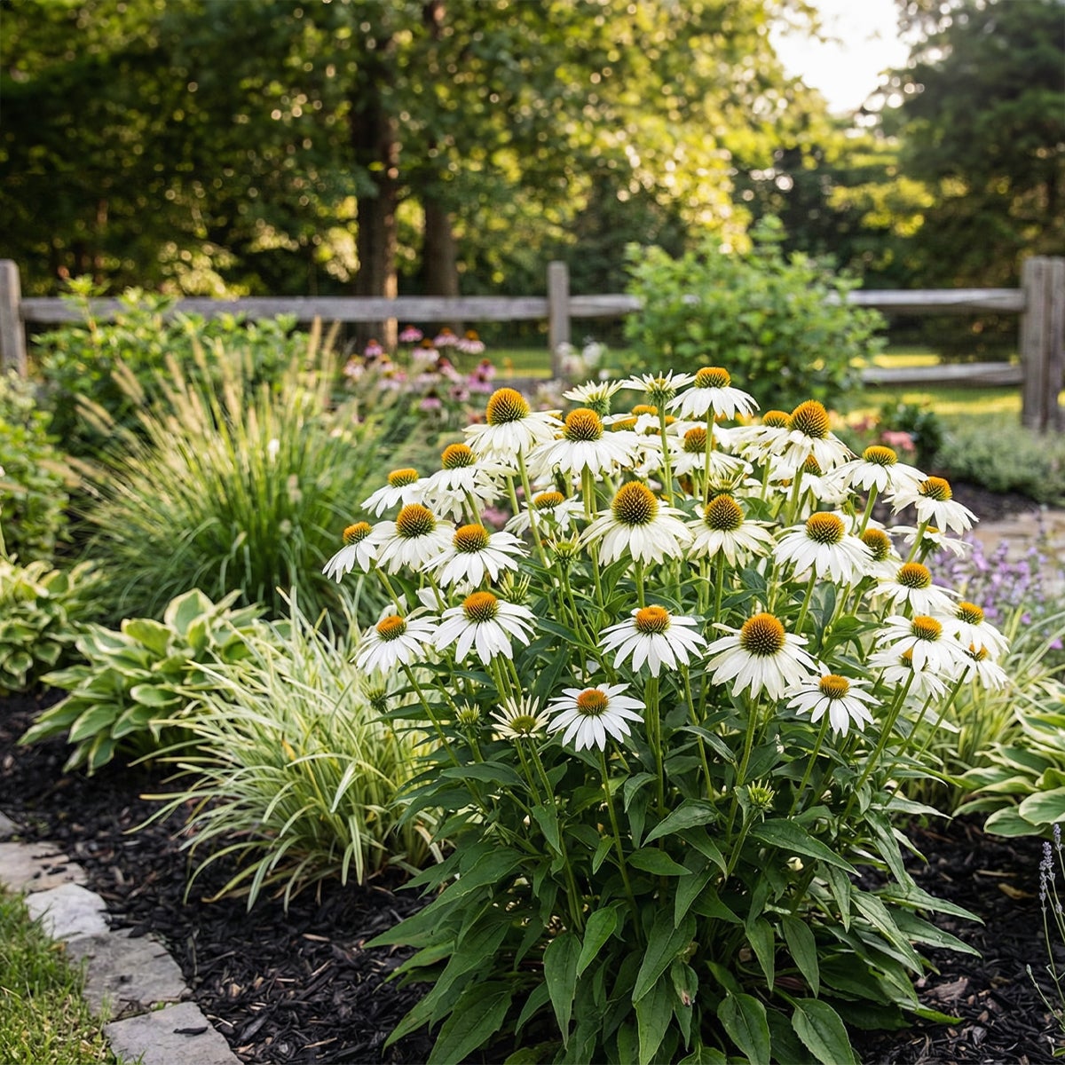 Lot de 6 - Echinacea purpurea 'White Swan' - Échinacée - Floraison abondante - H. 10-20 cm - P. 9 cm - 5