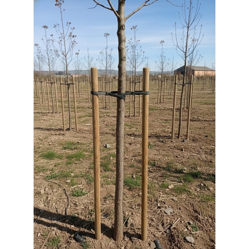 Lot de 10 Tuteur en bois 200 cm Ø 8 cm | Tuteurs avec Pointe | Poteaux en Bois | Piquets de Fixation | Piquets de Jardin - 4