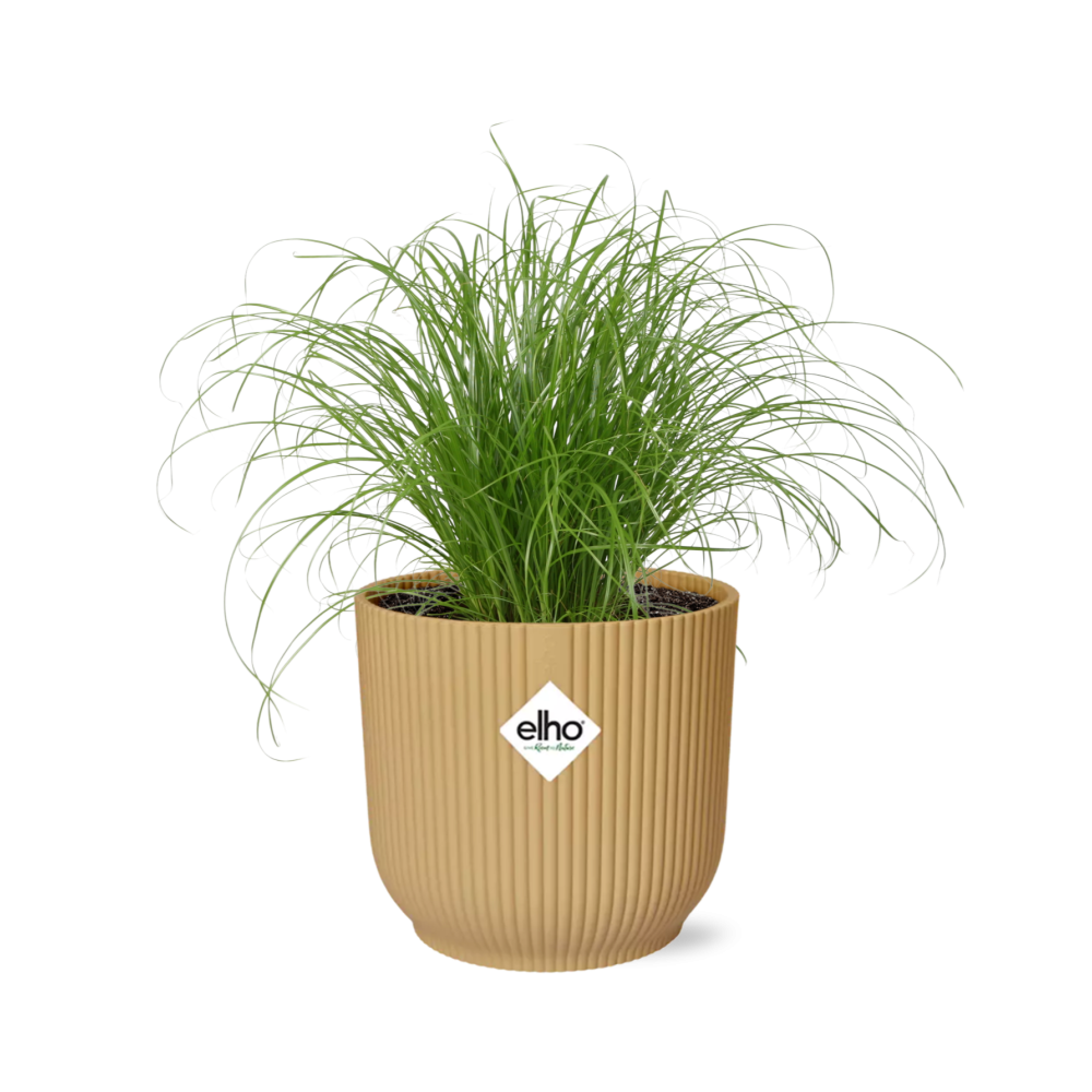 Cyperus Alternifolius ‘Zumula’ – Trawa parasolowa roślina doniczkowa w ozdobnej doniczce ELHO Vibes Fold 14cm żółtej