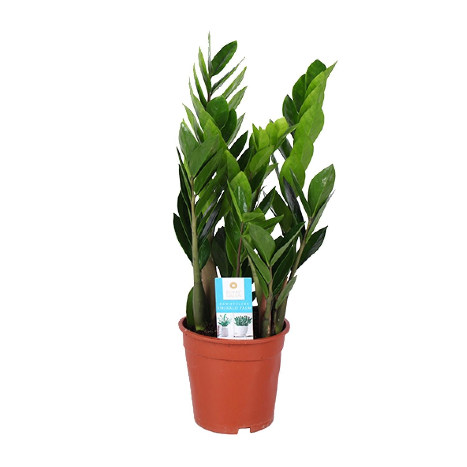 Zamioculcas Zamiifolia - Roślina doniczkowa łatwa w pielęgnacji - Doniczka Ø17cm - Wysokość 60cm