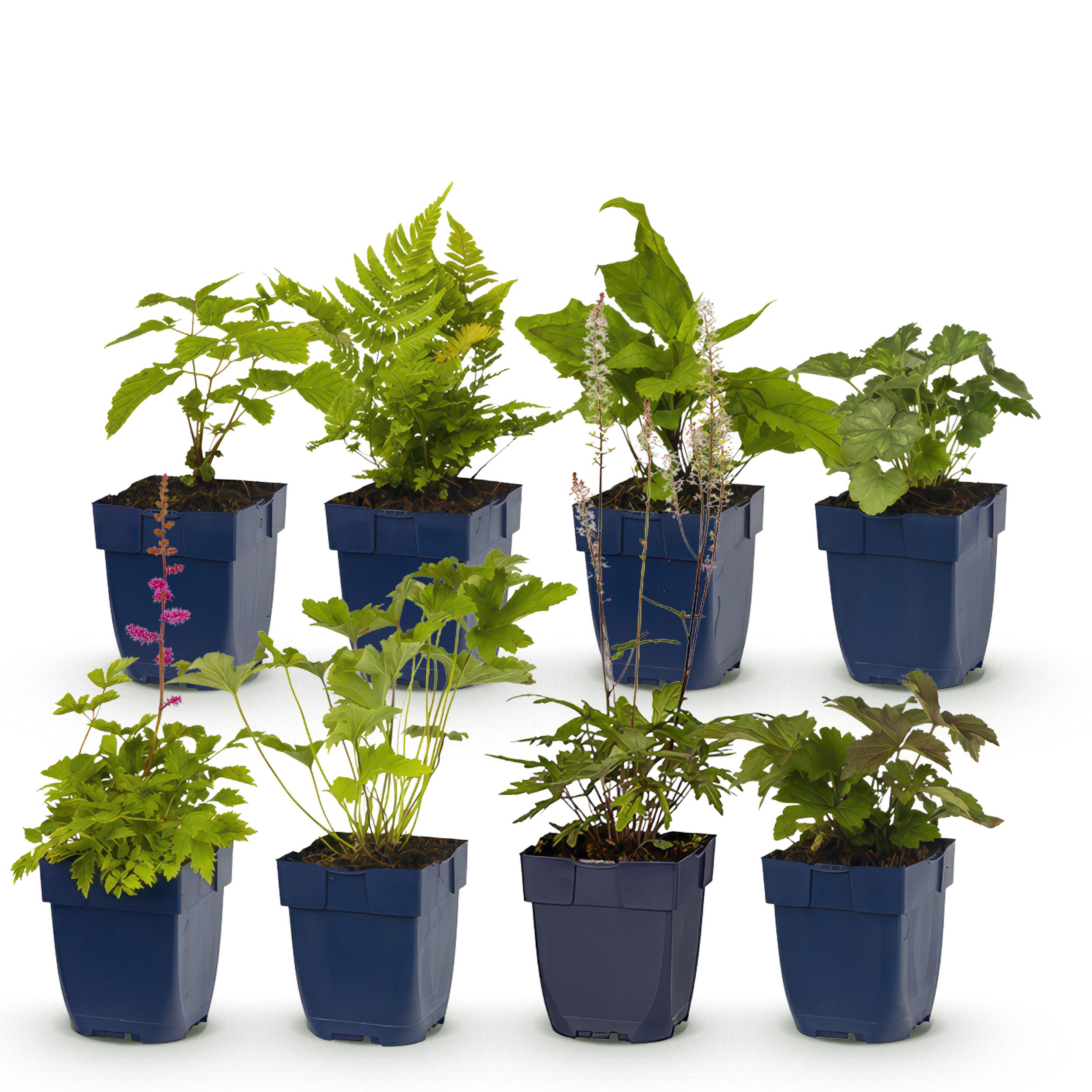 Pacchetto piante per ombra – 8 piante perenni – 1 m² – Bassa manutenzione – Vaso 11 cm - 2