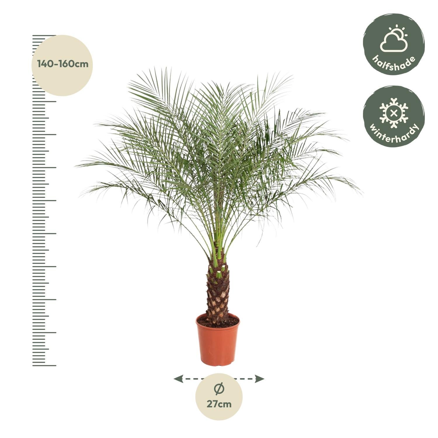 Palmier Phoenix Roebelenii – 160 cm – Ø27 cm– MOSELOTA Green - 2