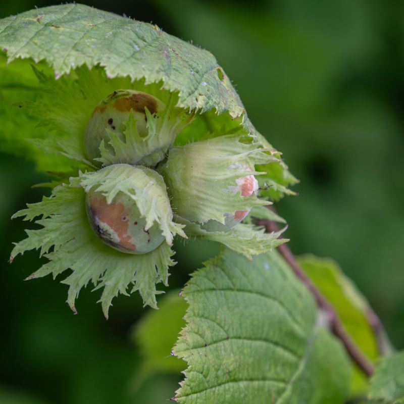 Noisetier commun - Corylus avellana 80 cm Pot 3L - 2