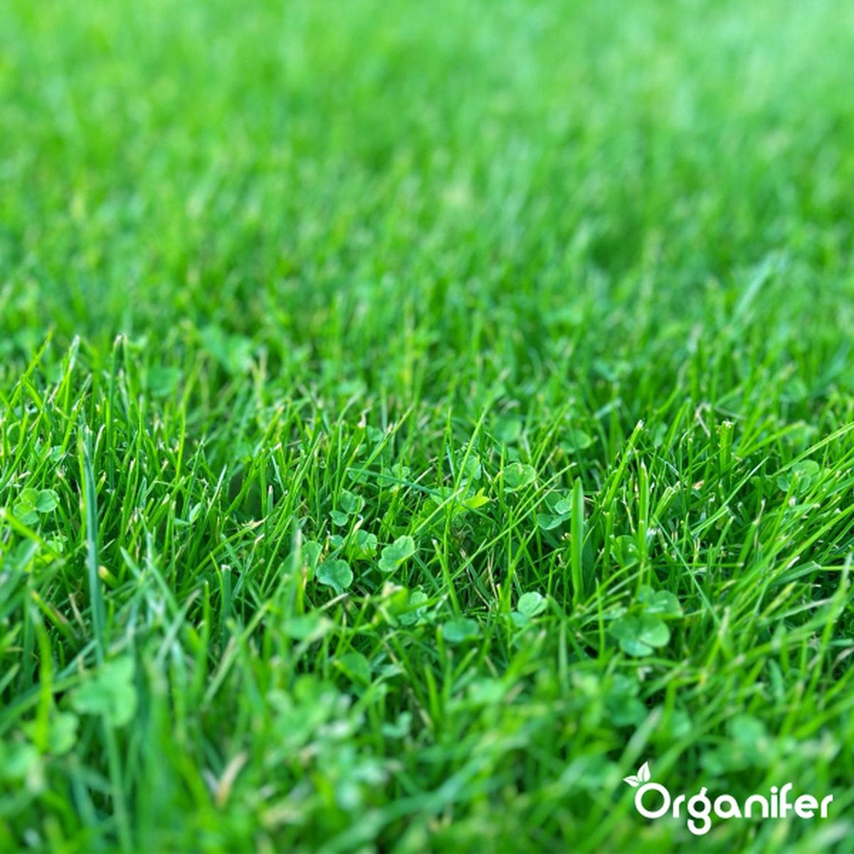 Microtrèfle pour Pelouse - Graines de Trèfle Pures (200 g pour 100 m²) - Organifer - 4