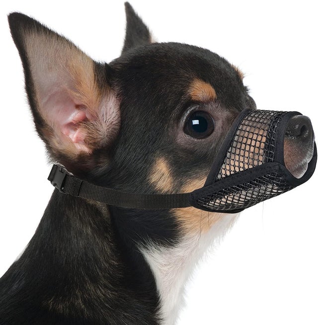 Bozal de malla transpirable para perros pequeños, chihuahuas, permite respirar y beber agua, talla XS