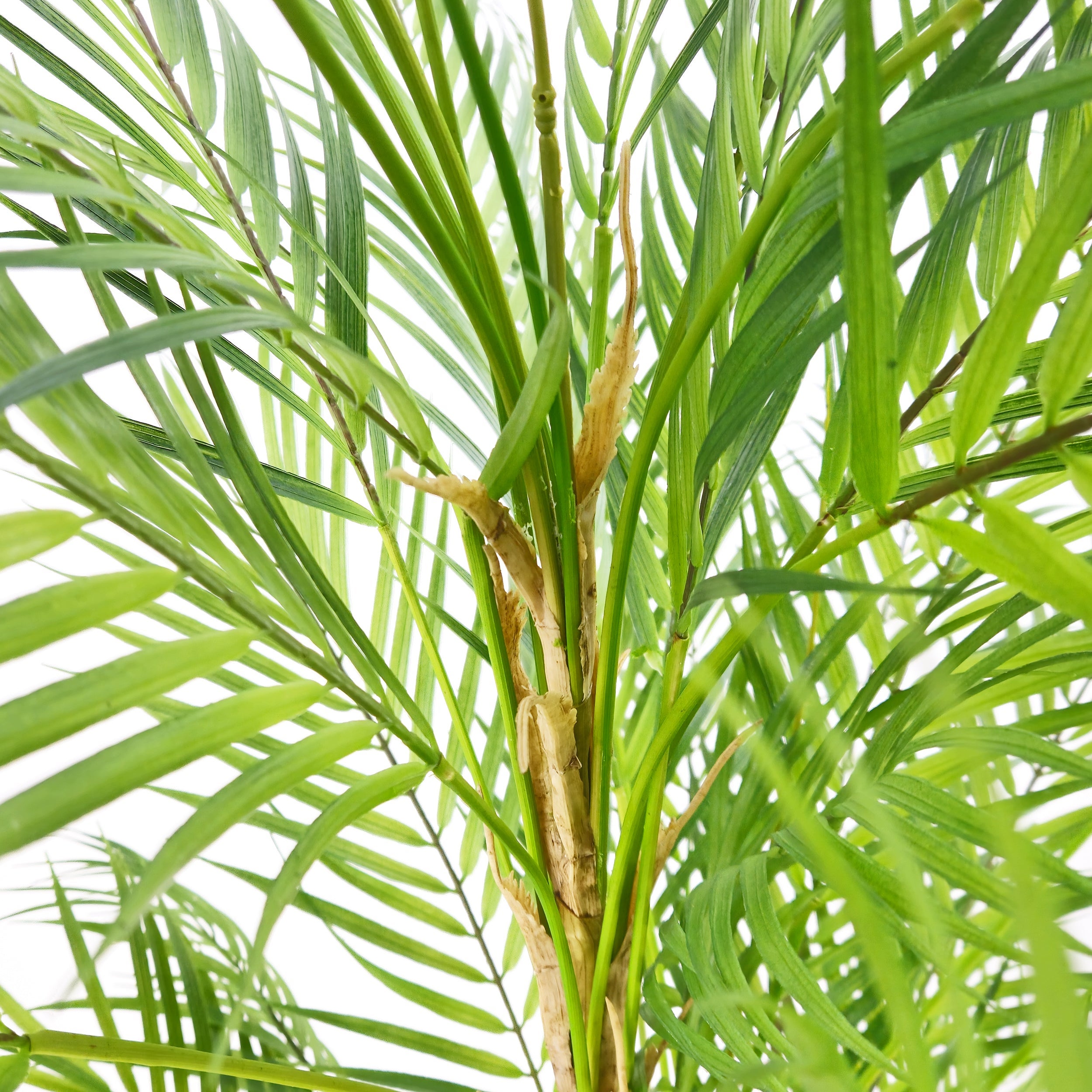 Tecnokit PALM 210 CM fausses plantes d'intrieur, plantes artificielles d'extrieur  fausses dcorations de salon de palmier | Leroy Merlin