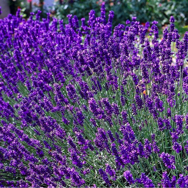 6-x-lavande-fine-lavandula-angustifolia-dwarf-blue-godet-9x9-cm