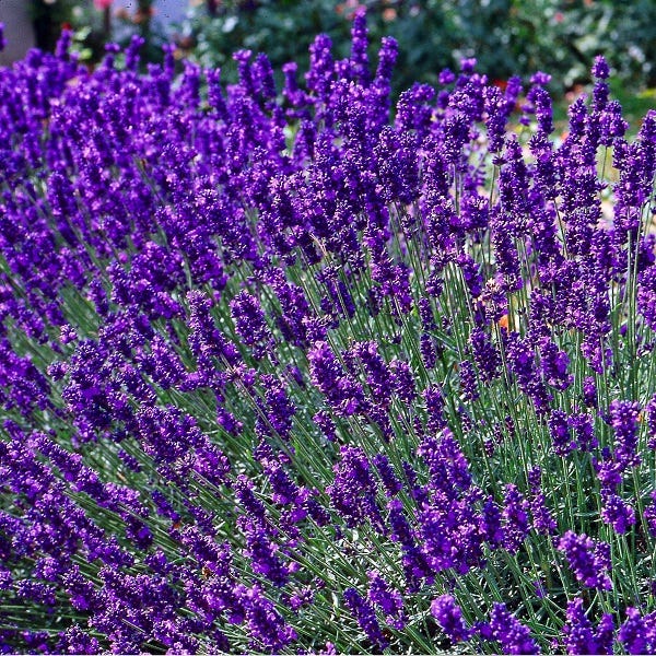 6 X Lavande Fine Lavandula Angustifolia Dwarf Blue Godet 9x9 Cm 6-x-lavande-fine-lavandula-angustifolia-dwarf-blue-godet-9x9-cm