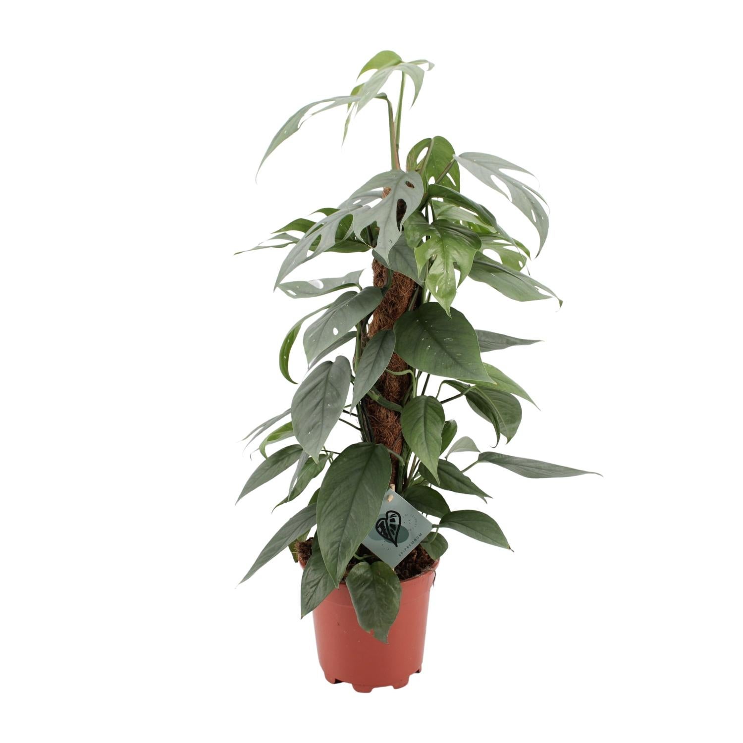 Epipremnum Pinnatum Cebu Blue - Roślina doniczkowa - Ø17cm - 60cm