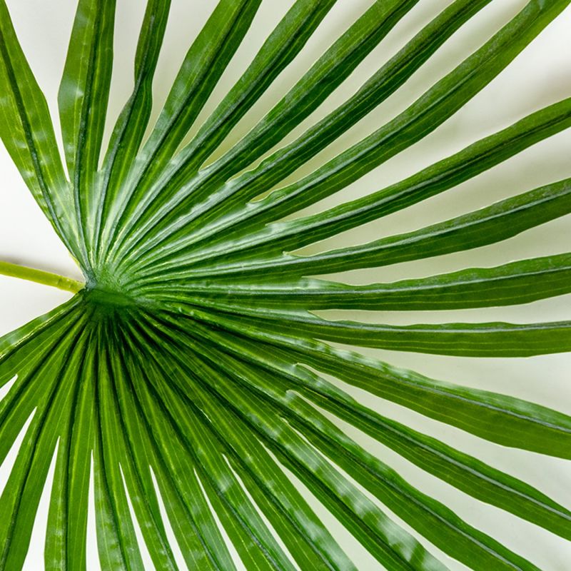 Palmier de Chine (Trachycarpus fortunei) - Godet 9cm - Pépinières Naudet - 2