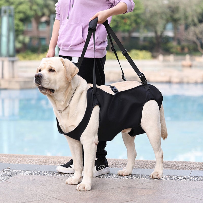 Arnês de suporte para cães - Arnês de elevação para reabilitação - 3