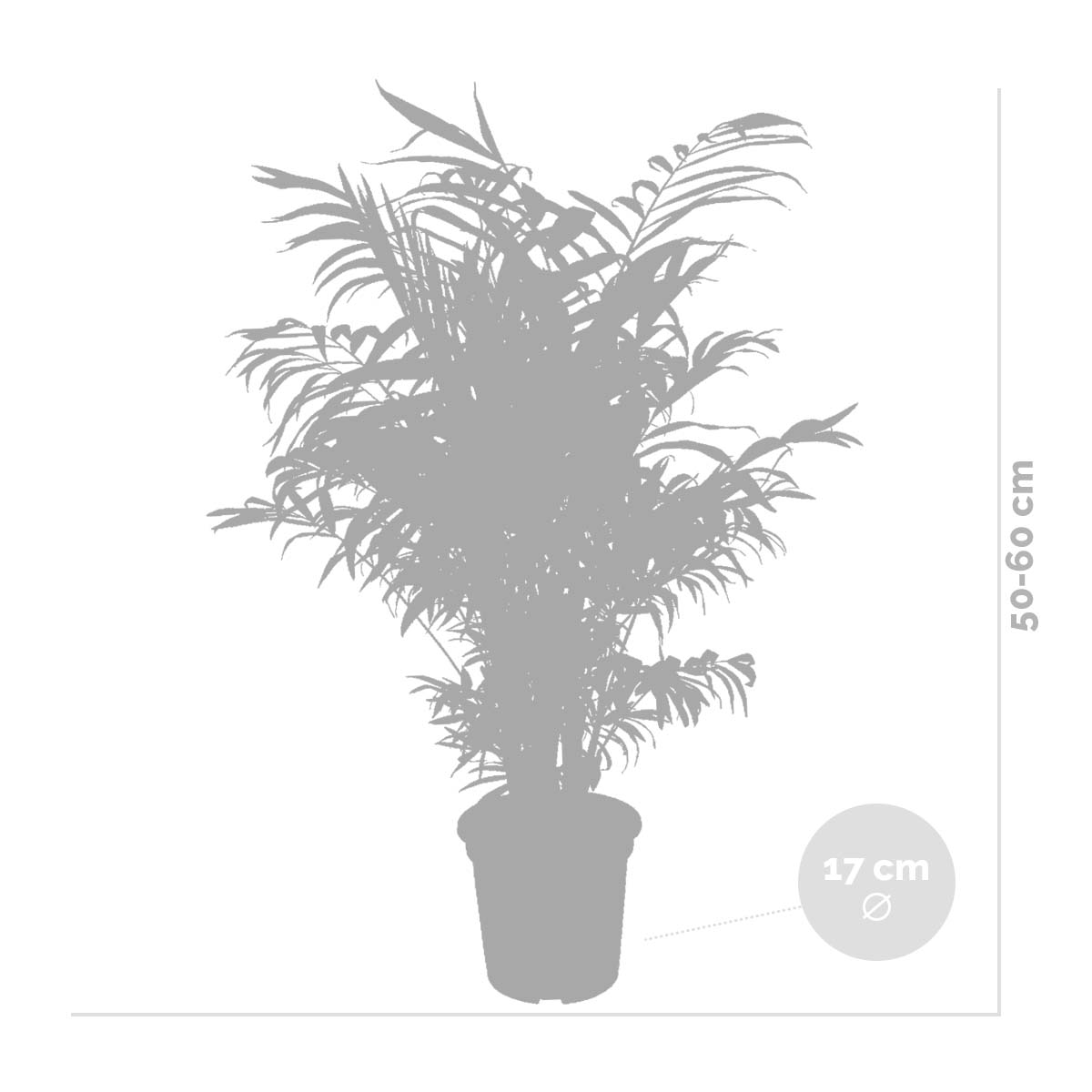 Lot de 2 - Chamaedorea Elegans - Palmier Nain Mexicain - H. 50-60 cm - P. 17 cm - 5
