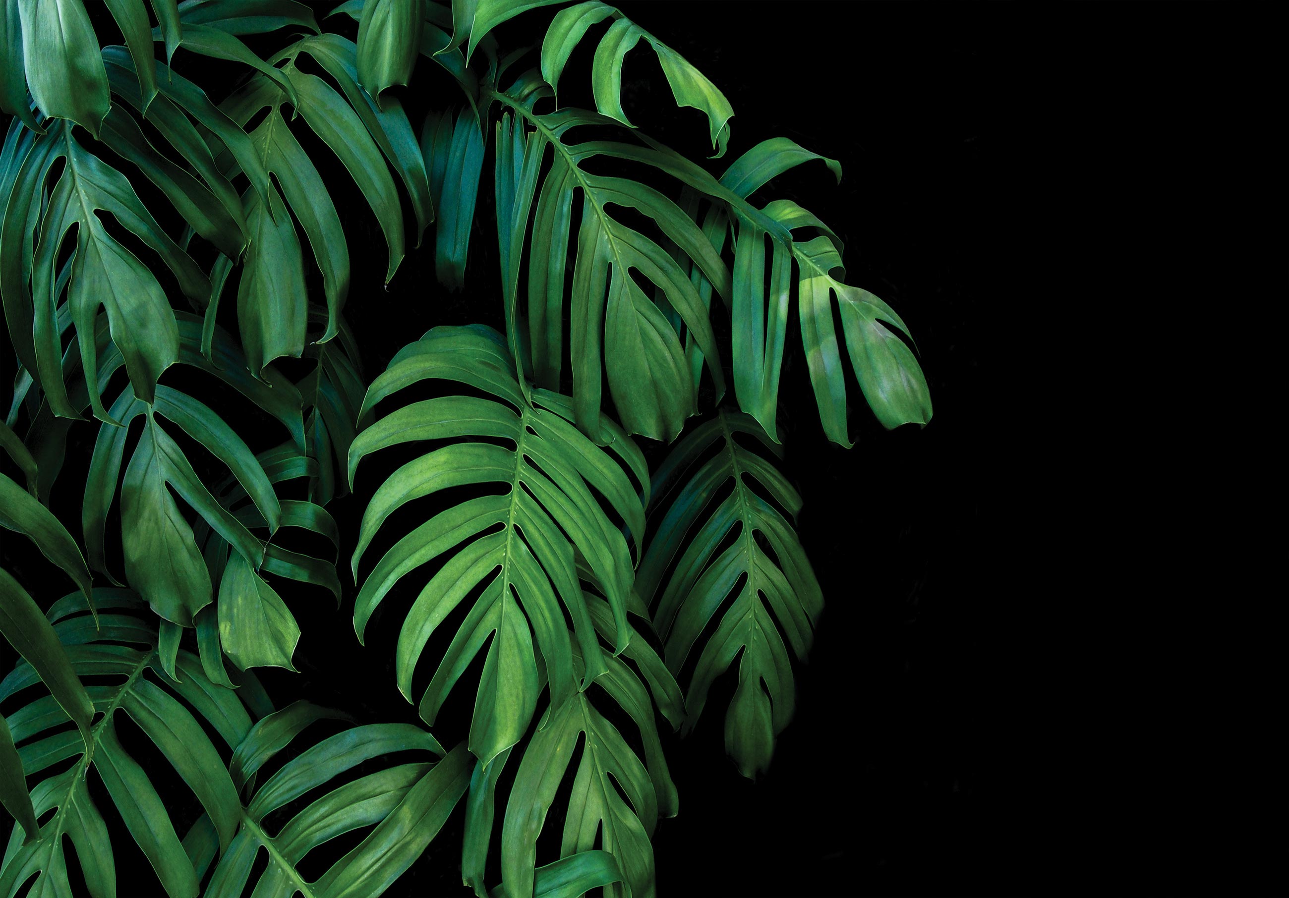 Fototapet frunze tropical verde Vlies Tapet Pentru Dormitor Camera Living Perete 312x219 cm
