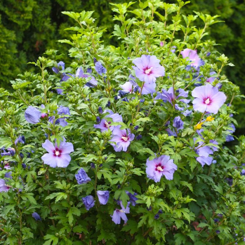 Hibiscus syriacus (Hibiscus syriacus) - Godet - Taille 20/40cm - Pépinières Naudet - 2