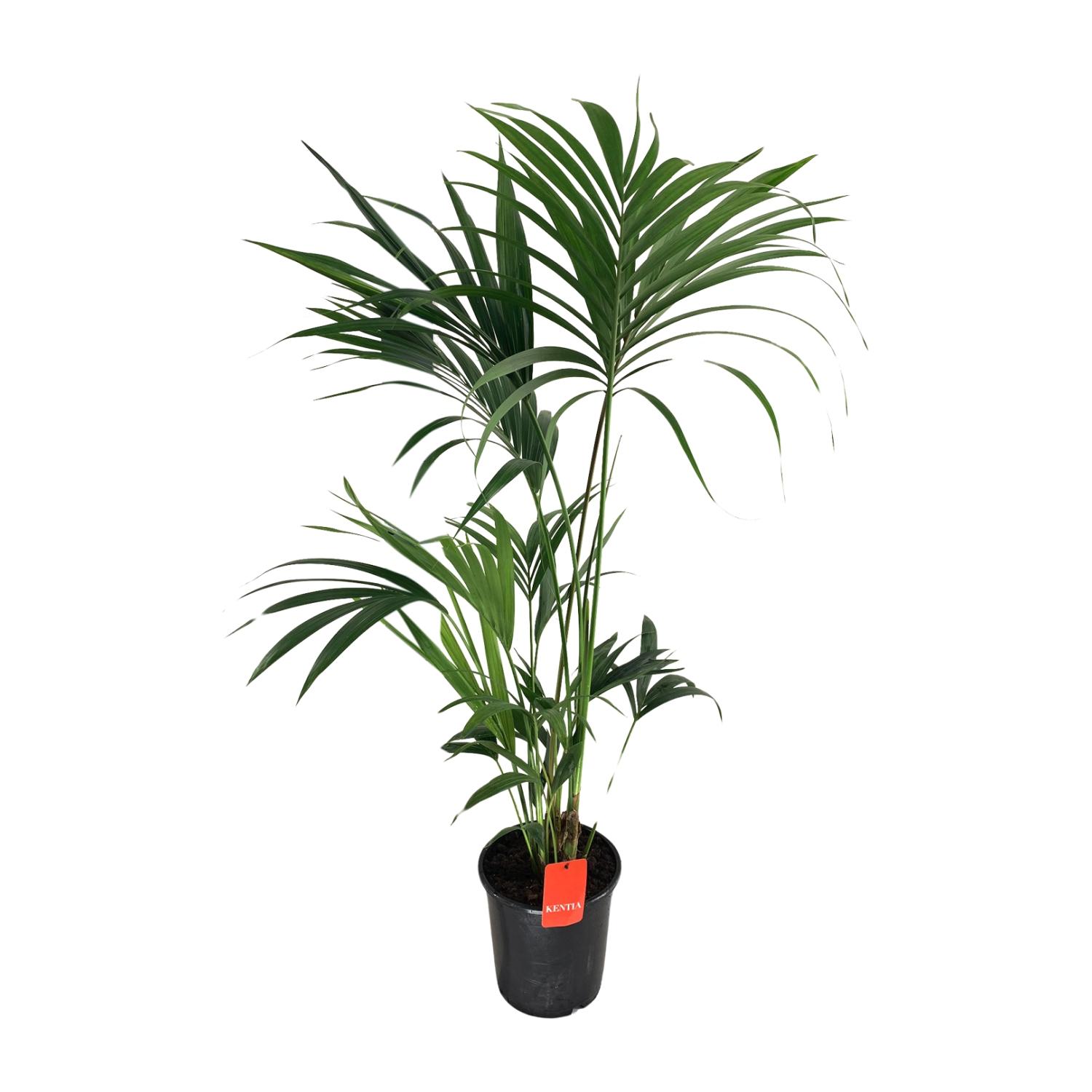 Howea Forsteriana Palma Kentia - Ø24cm - Wysokość 130cm