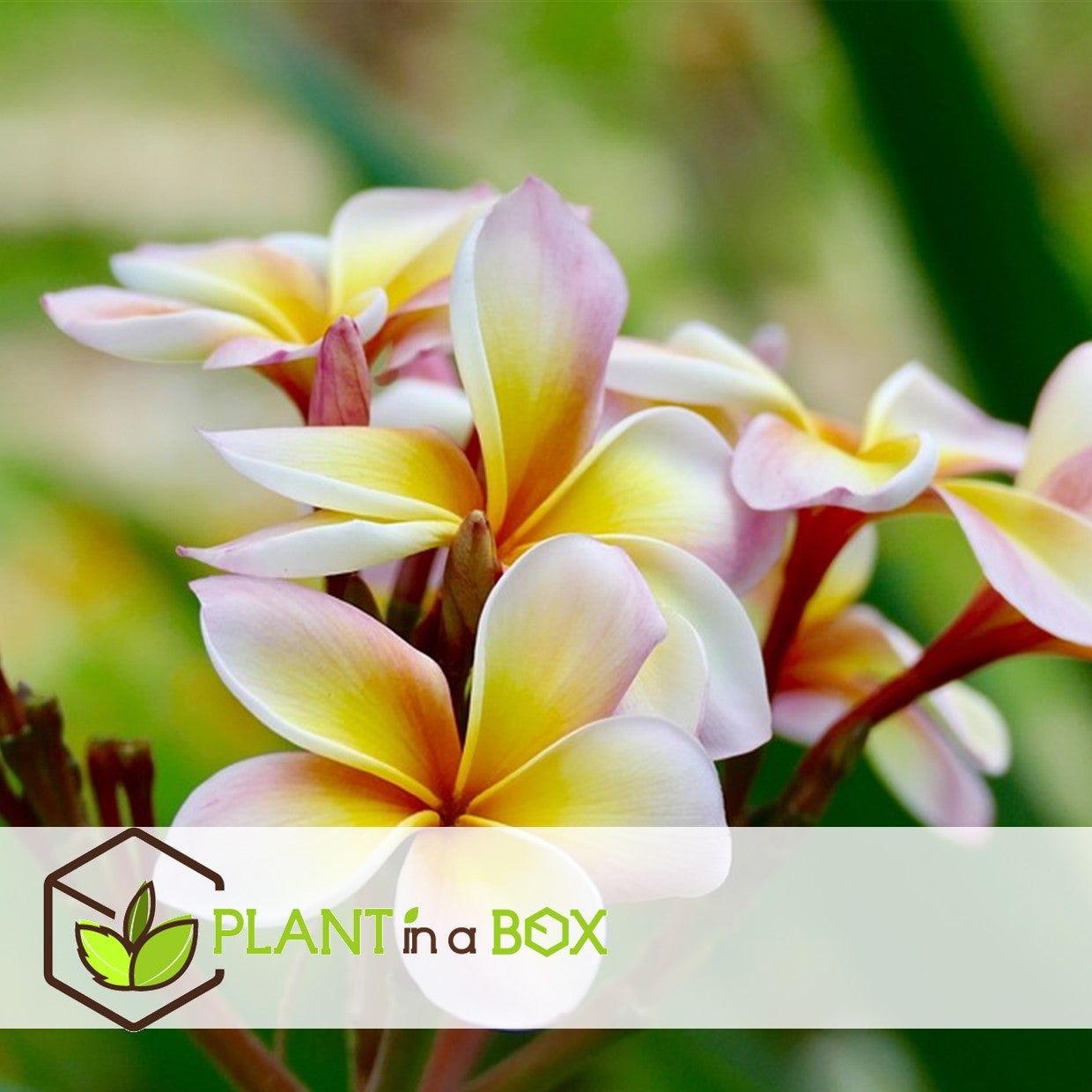 Frangipanier - Set de 2 - Plumeria rubra 'Hawaii' - Hauteur 45-55cm - ⌀17cm - 5