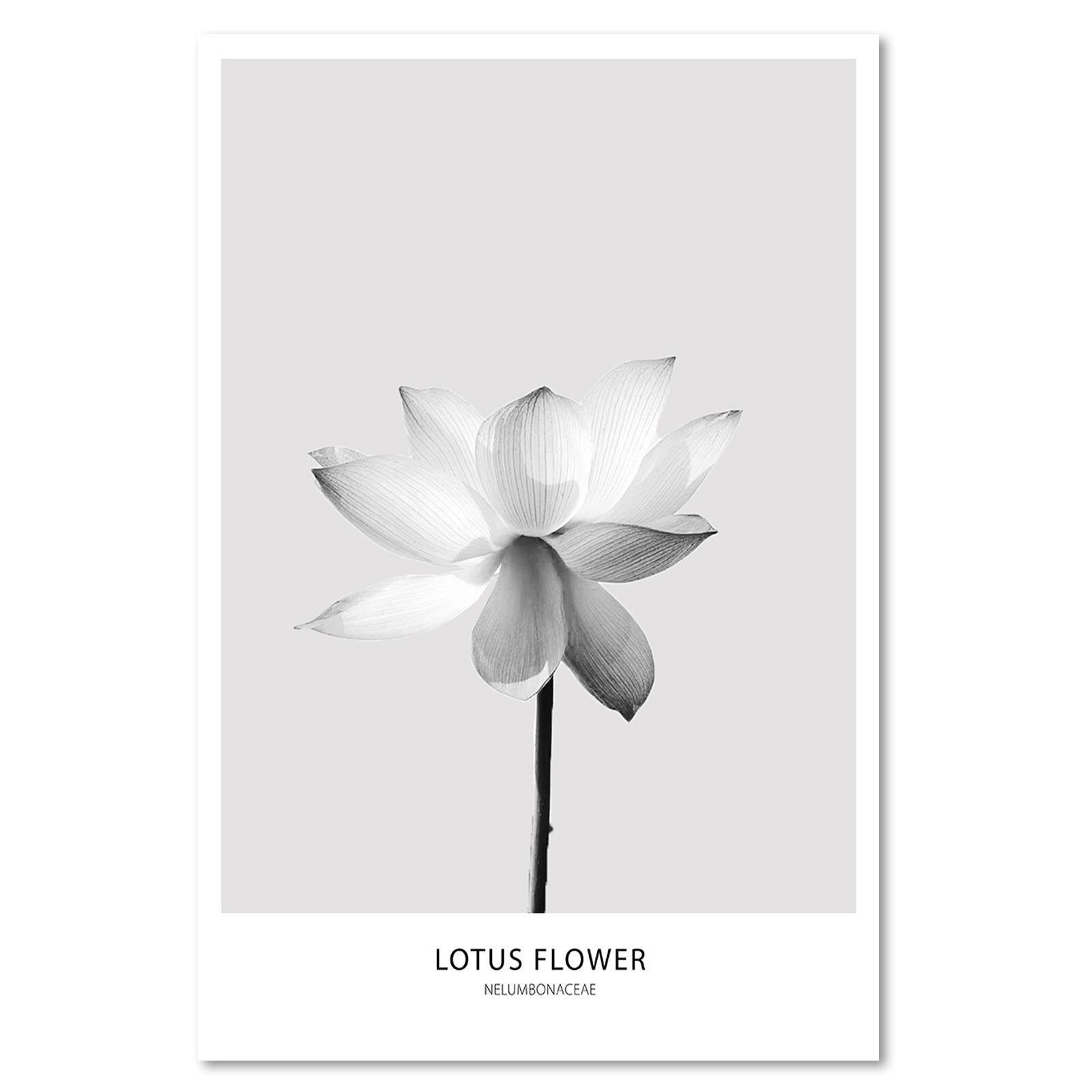 Tableau fleur de lotus blanc - 80 x 120 cm - 2