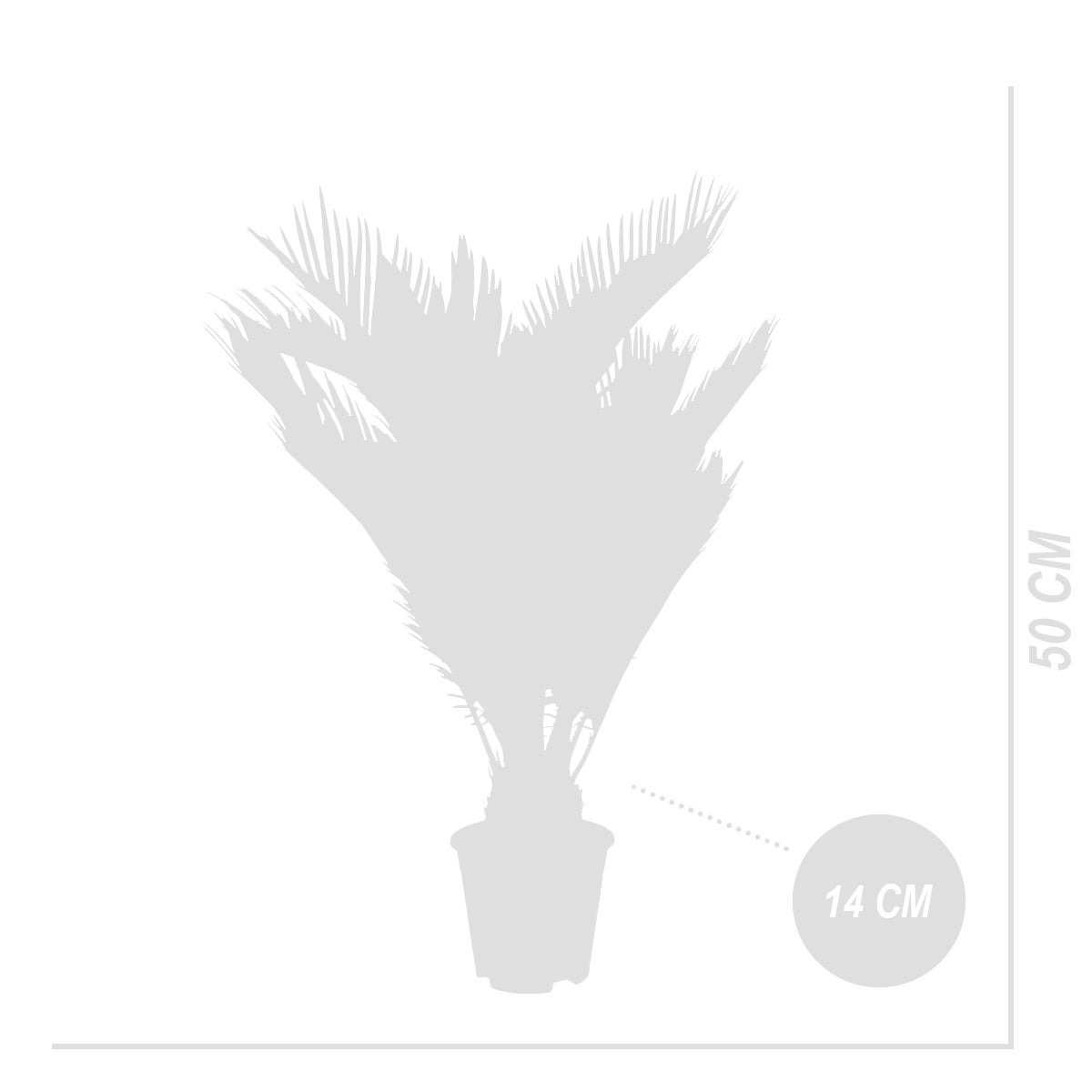 Cycas Revoluta - Palmier de la Paix - Sagoutier - Fougère Cycas - H. 40-50 cm - P. 15 cm - 7