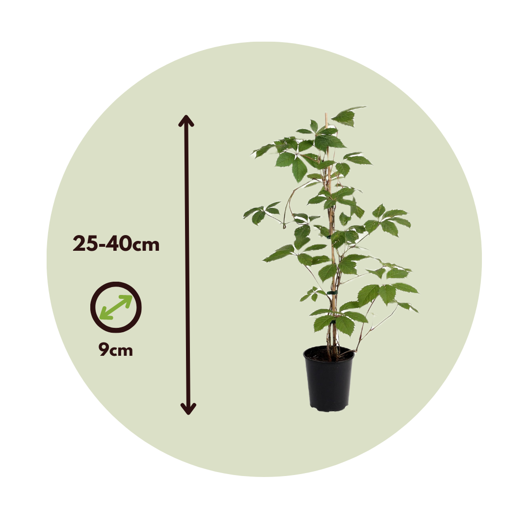 Vigne vierge - Set de 3 - Parthenocissus quinquefolia - Hauteur 25-40cm - ⌀9cm - 6