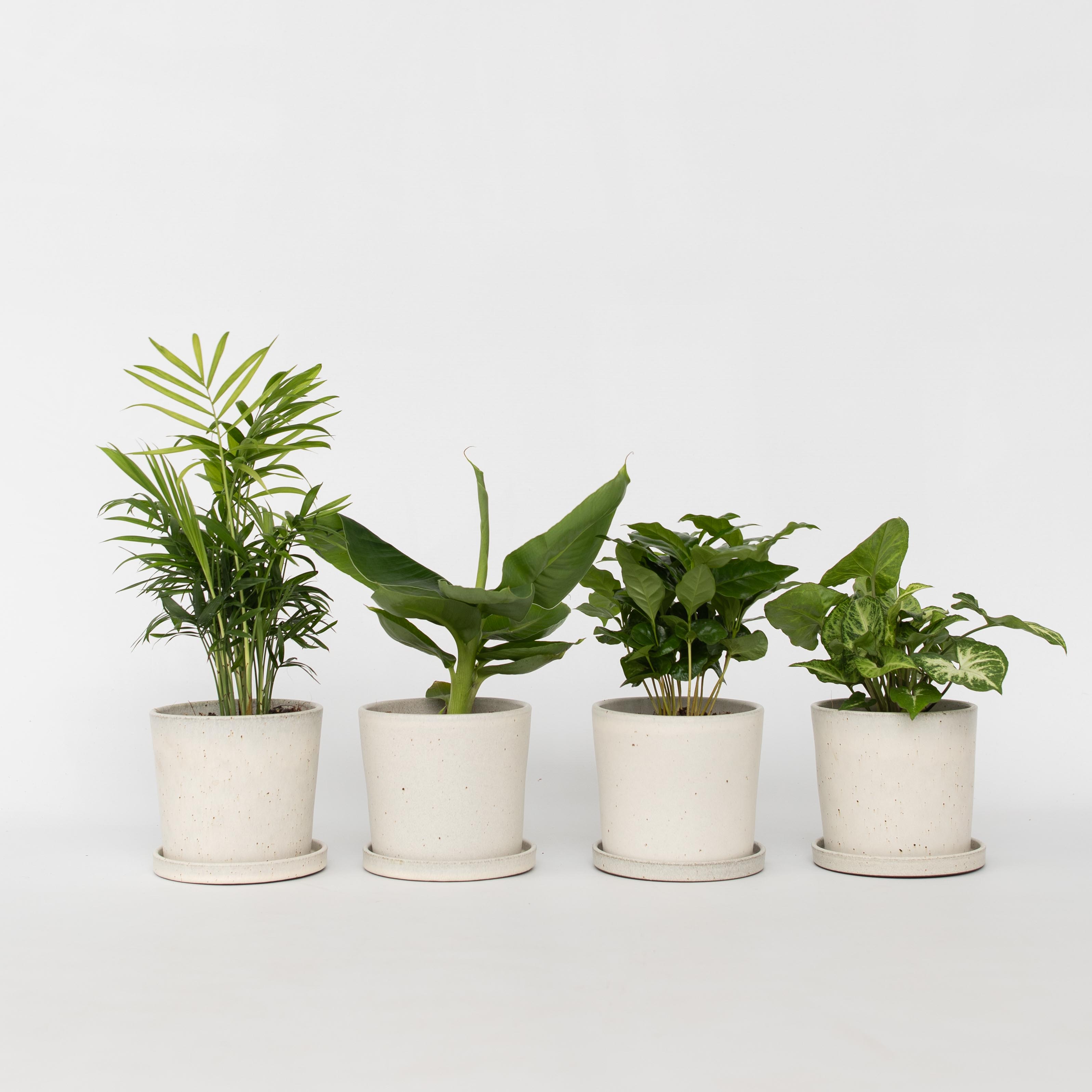Mélang de plantes d'intérieur - Set de 4 - Hauteur 25-40cm - ⌀12cm - 6