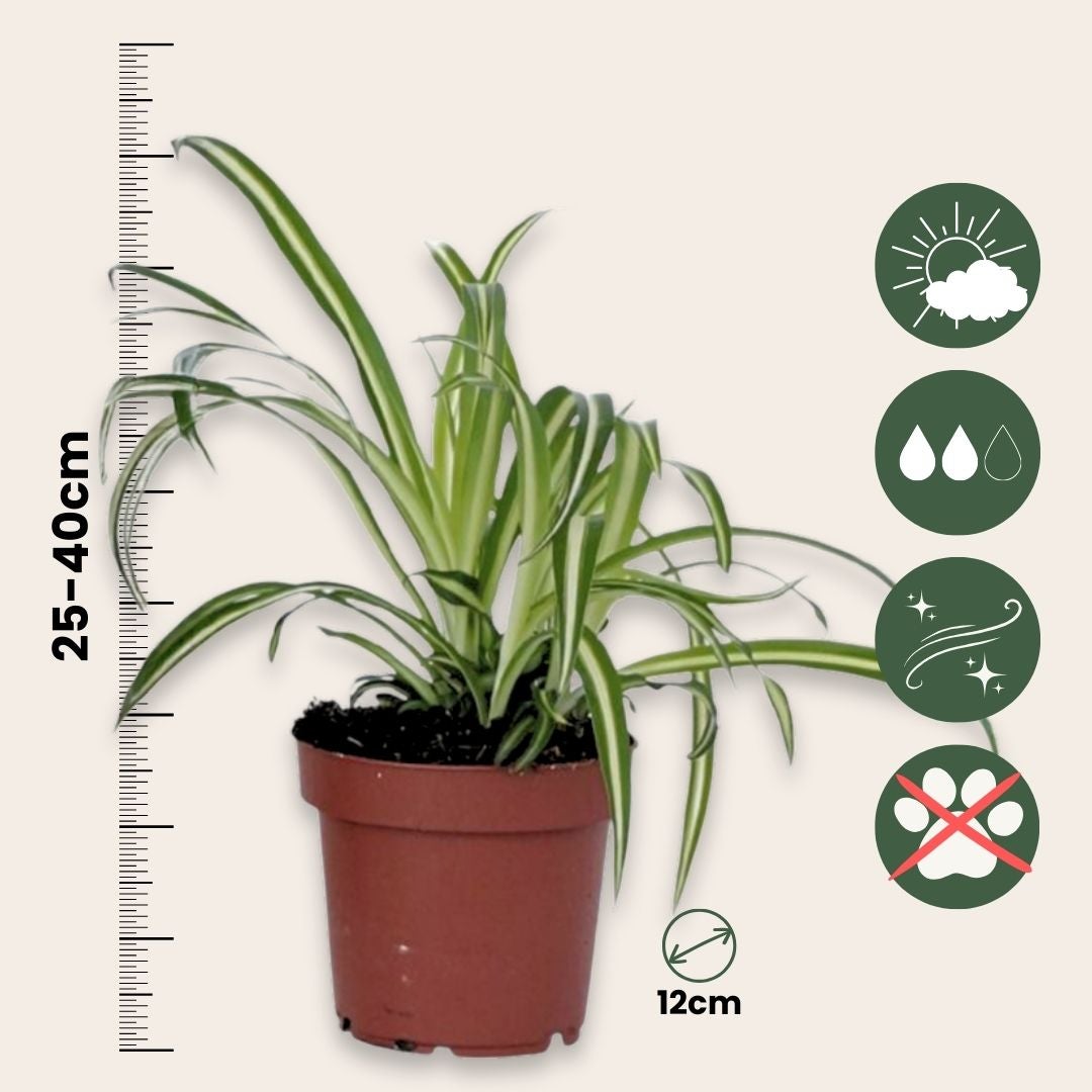 Plante araignée - Set de 3 - Chlorophytum comosum 'Atlantic' - H25-40cm - ⌀12cm - 2