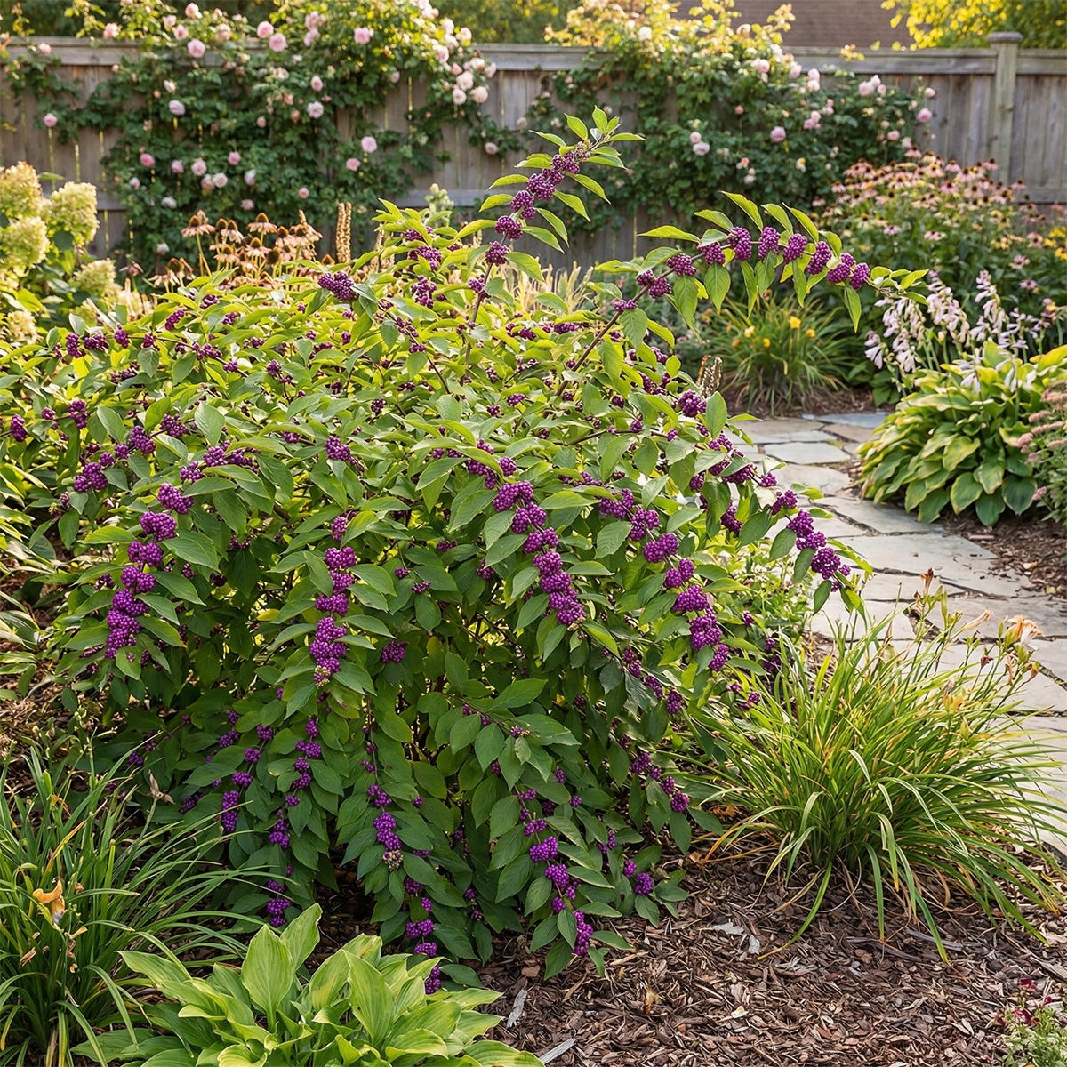 Callicarpa Liebespaar - Arbre aux bonbons - Plante de Jardin - Rustique - H. 90-110 cm - P. 26 cm - 3
