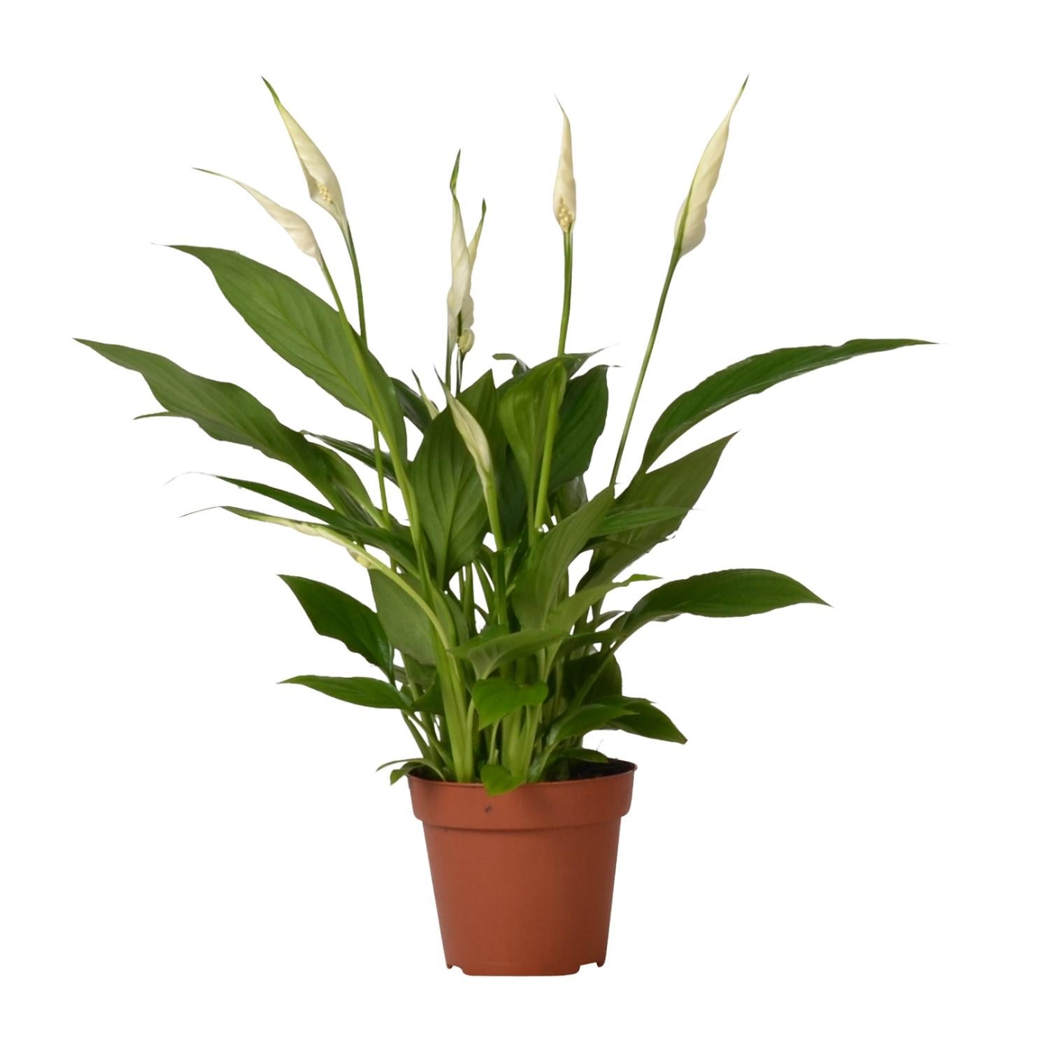 Spathiphyllum Bingo Cupido - Roślina doniczkowa 12 cm - Wysokość 45 cm