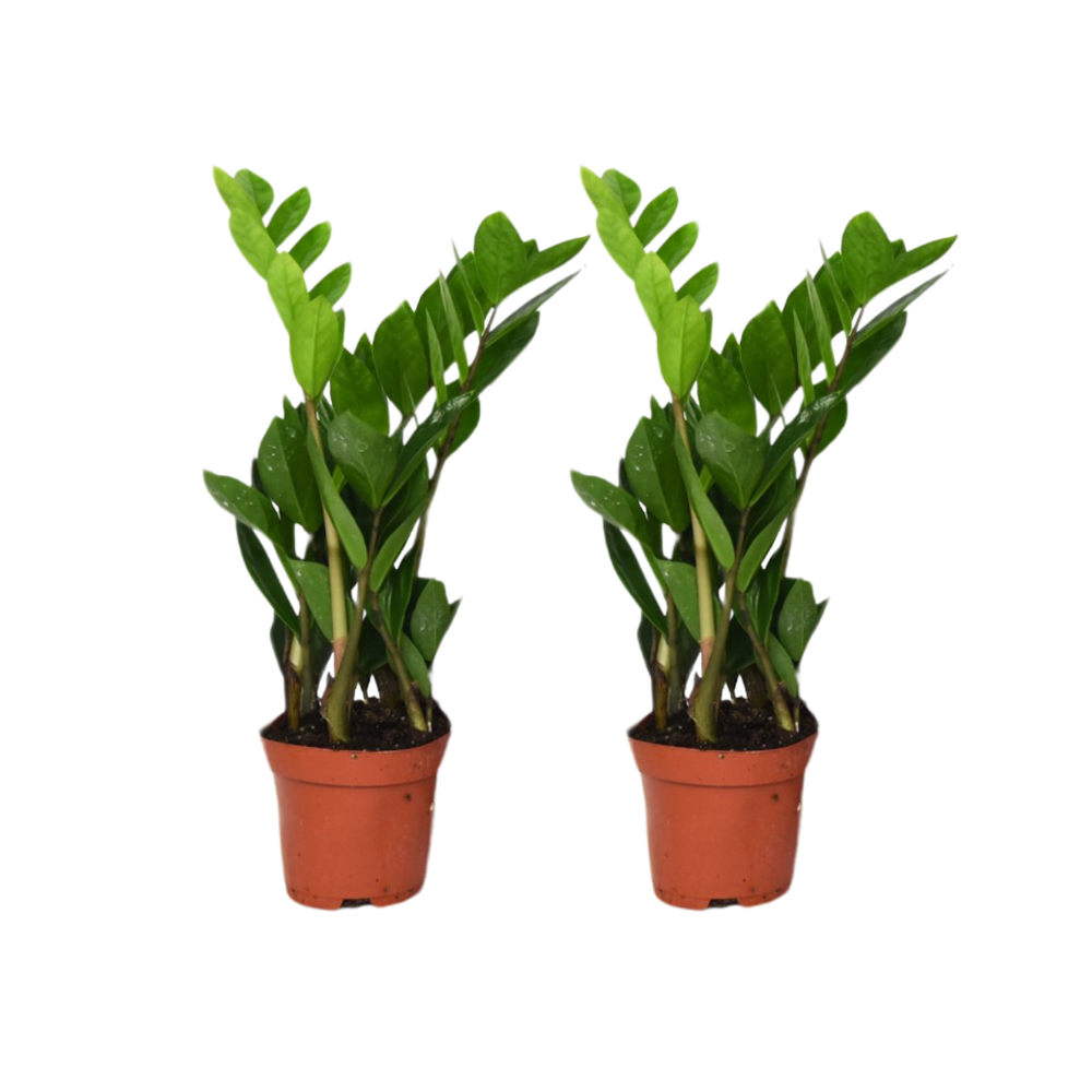 Zamioculcas Zamiifolia 2 szt. - Roślina ZZ dekoracyjna z błyszczącymi ciemnozielonymi liśćmi, elegancka, odporna i łatwa w pielęgnacji