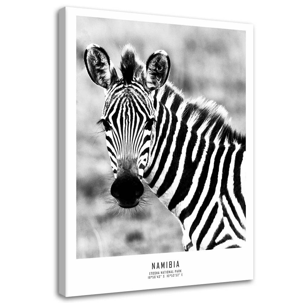 Obraz na płótnie, Ciekawska zebra 70x100