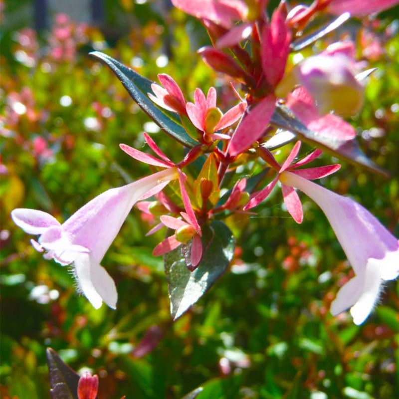 20 Abelia (Abélia Grandiflora) - Haie de Abelia - - Pépinières Naudet - 2