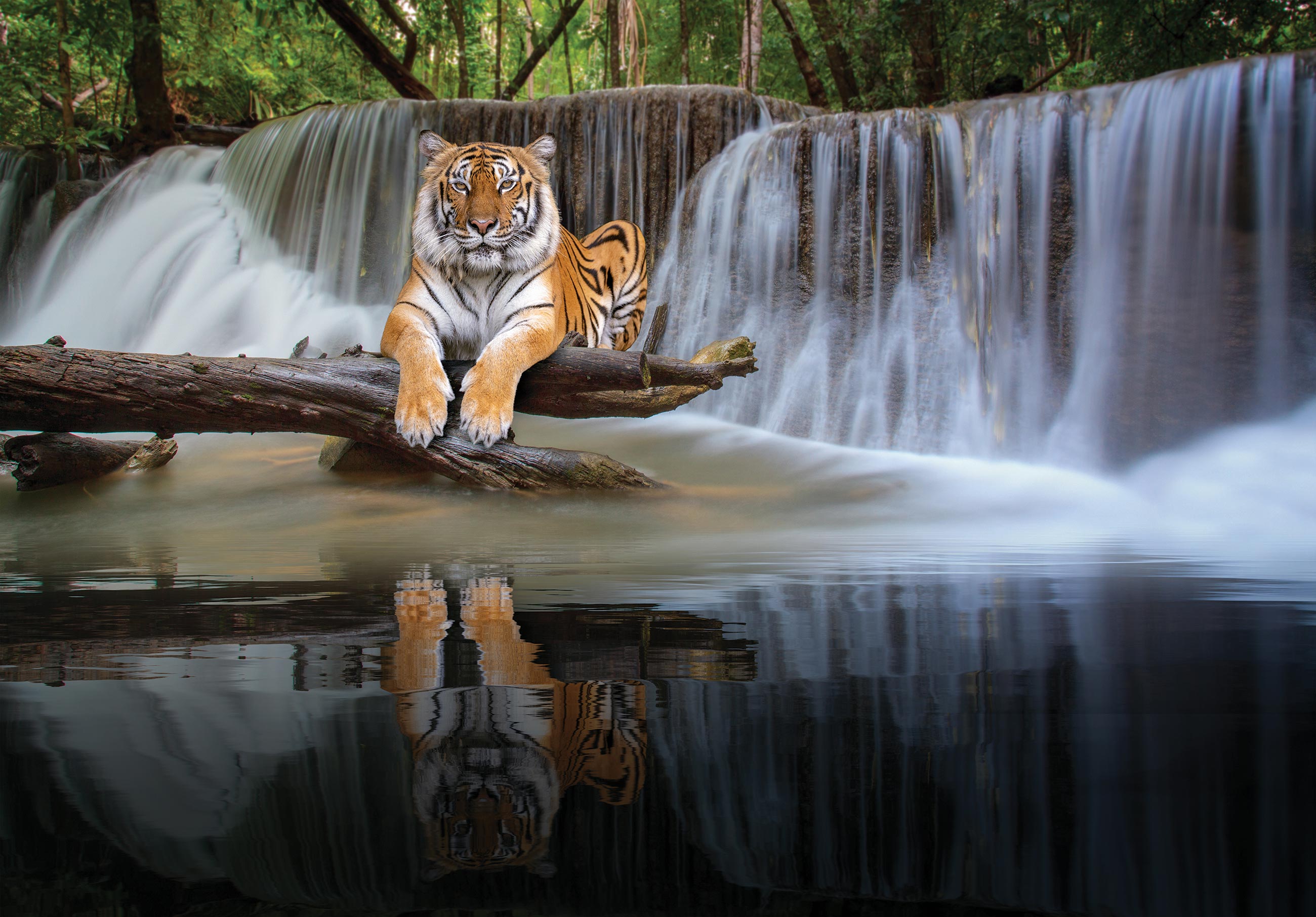 Papel pintado fotografia cascada bosque animal naturaleza paisaje 312x219 cm - incluye cola - moderno salon dormitorio papel no tejido