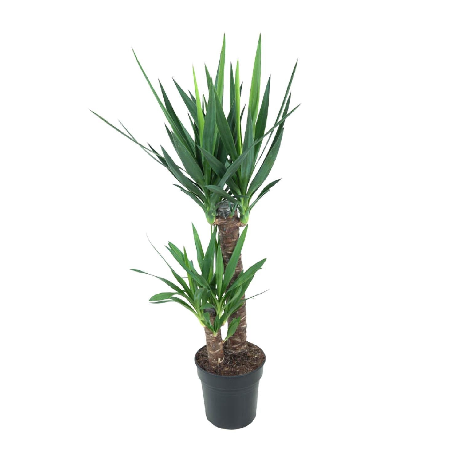 Yucca Elephantipes roślina doniczkowa Ø21cm wysokość 100cm Yucca dekoracyjna łatwa w pielęgnacji