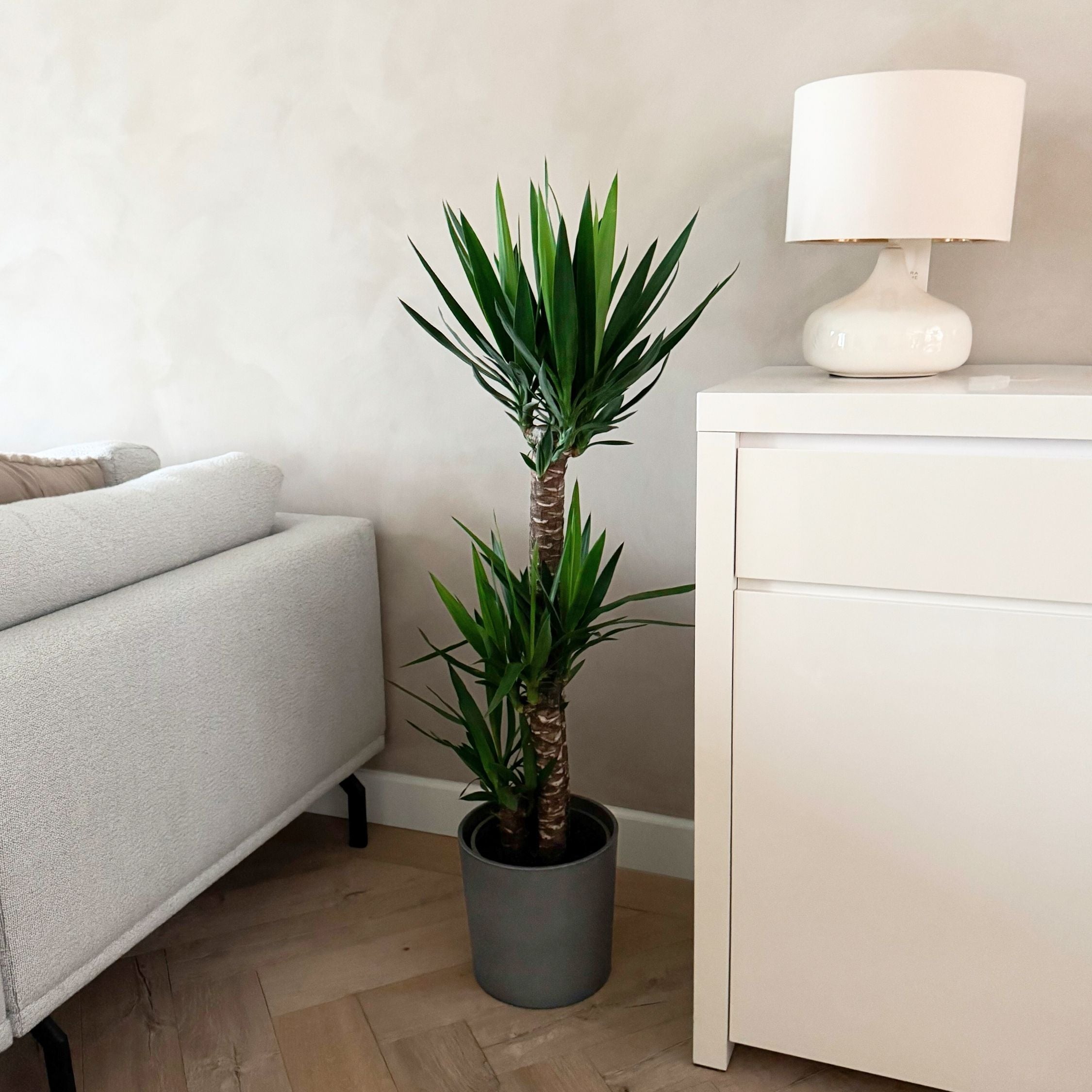 Pied d'éléphant - Yucca elephantipes - Hauteur 130-140cm - ⌀24cm - 3