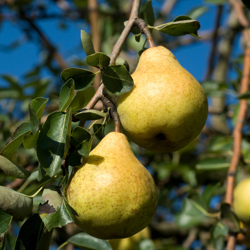 Pyrus communis Williams - Poirier 120 cm en pot | Leroy Merlin