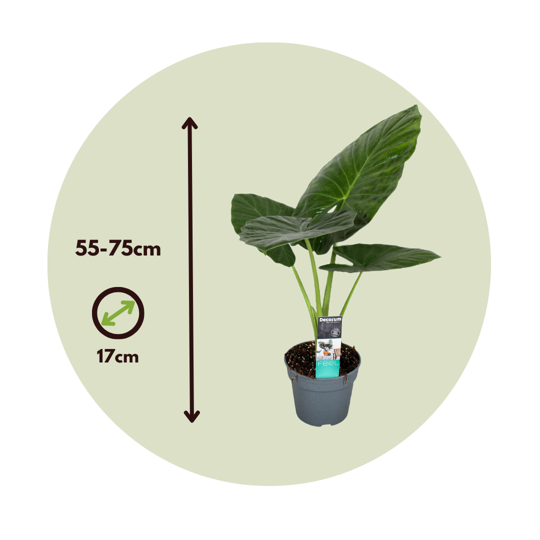 Plante éléphant - Alocasia 'Odora' - Hauteur 55-75cm - ⌀17cm - 2