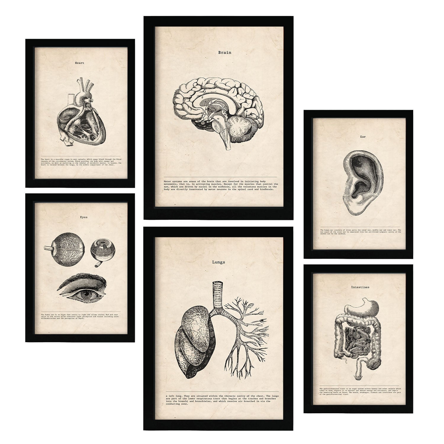 Anatomie Knochen Und Organe Set - 12 Stück (4 A3,  Produktbild-Vorschau 3