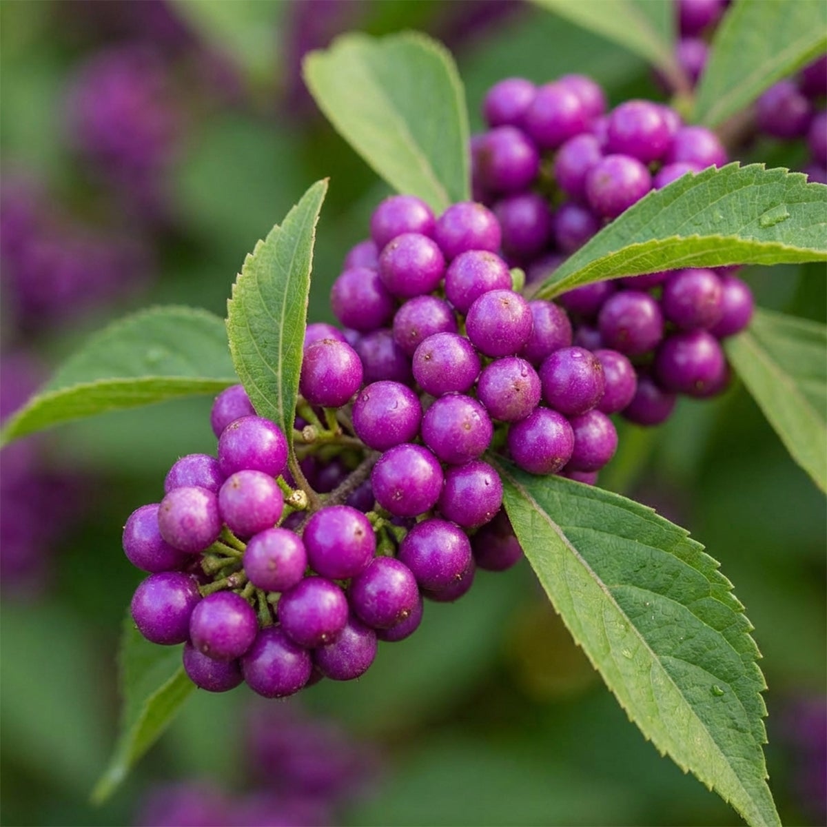 Callicarpa Liebespaar - Arbre aux bonbons - Plante de Jardin - Rustique - H. 90-110 cm - P. 26 cm - 4