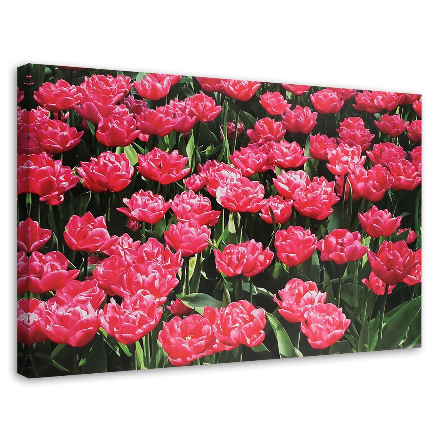 Obraz na płótnie, Różowe tulipany w ogrodzie 120x80