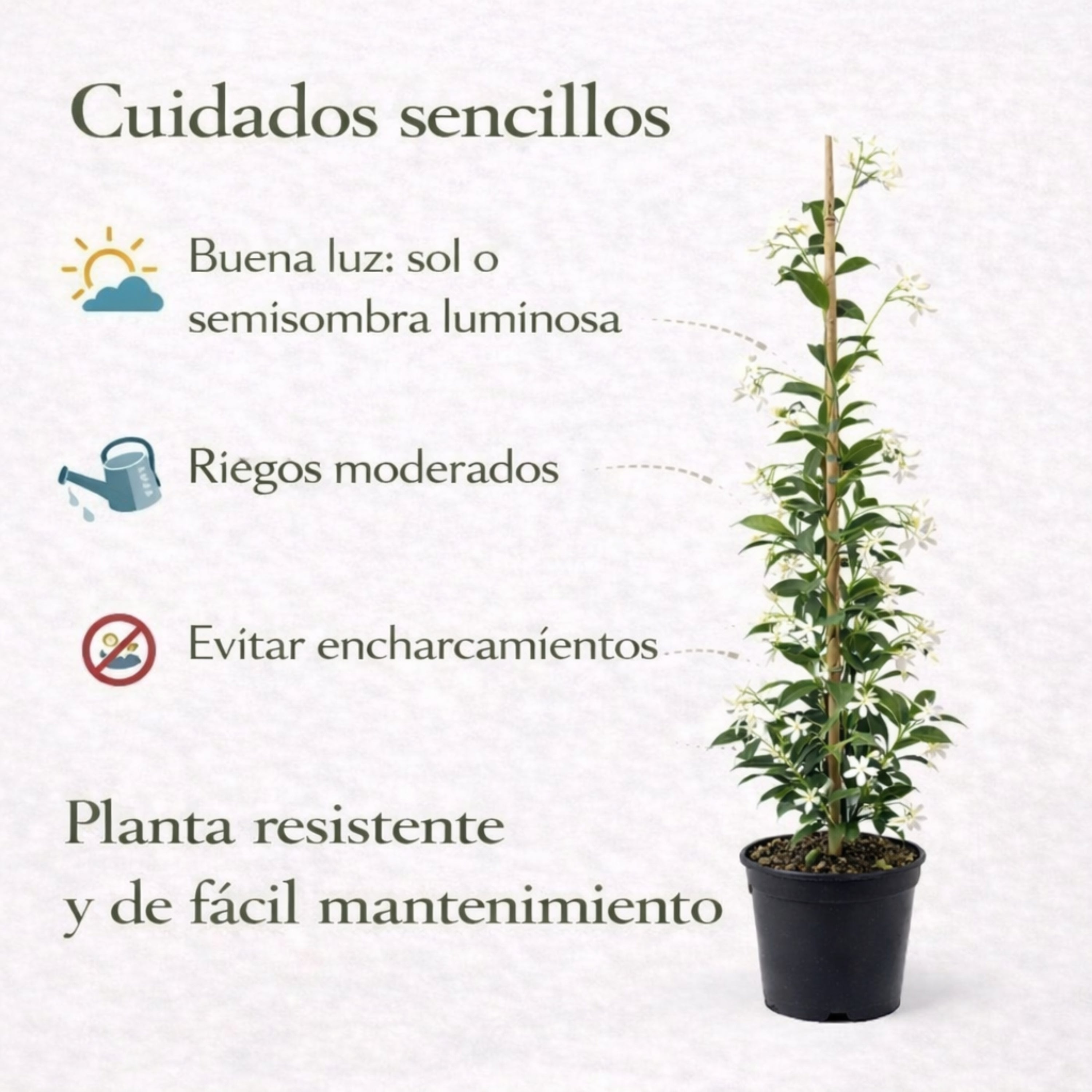 Jazmín Estrellado Planta Natural en Maceta 120 cm. Trachelospermum jasminoides, Enredadera Exterior, Flores Blancas Aromáticas, Fácil Cuidado. Jazmin - 4