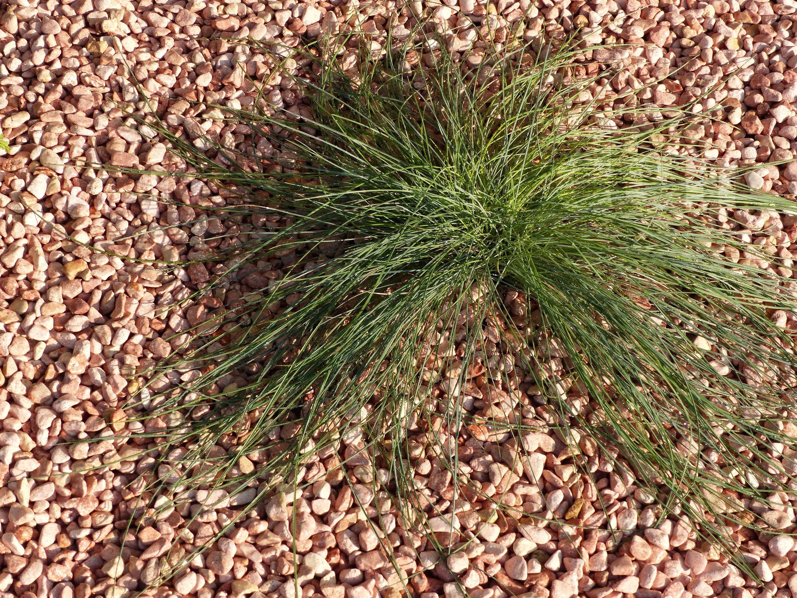 Galet Rose 6-12 sac 20 Kg - 4