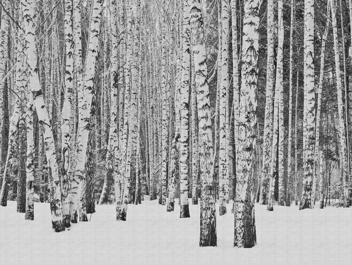 Fototapeta zalesiony krajobraz czarnym,białymIszarym - 371 x 280 cm - ONE WALL ONE ROLE