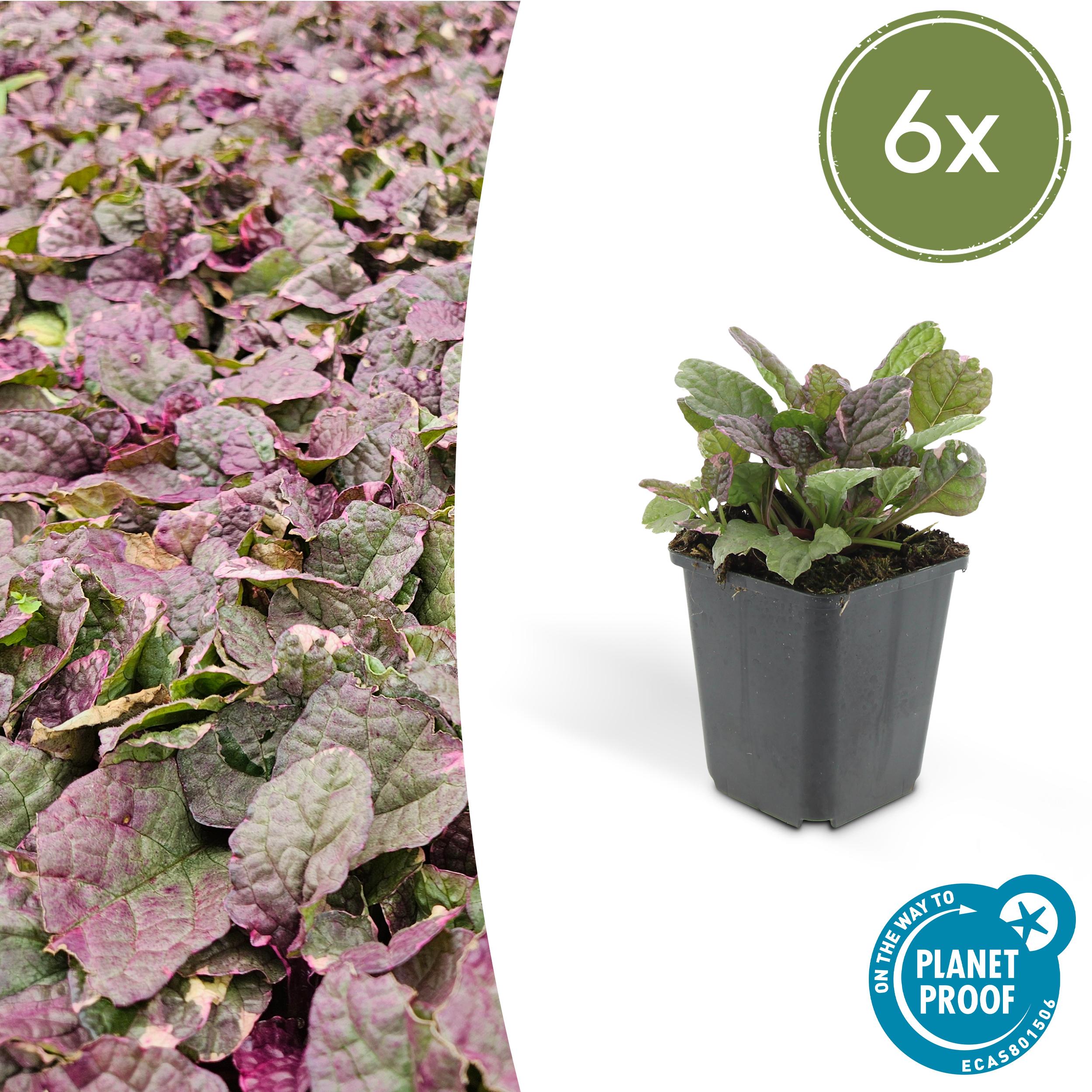 “6x Ajuga reptans ‘Burgundy Glow’ – roślina okrywowa 10‑25 cm w doniczkach Ø9 cm – liście kolorowe, cień, kwiaty maj‑czerwiec”