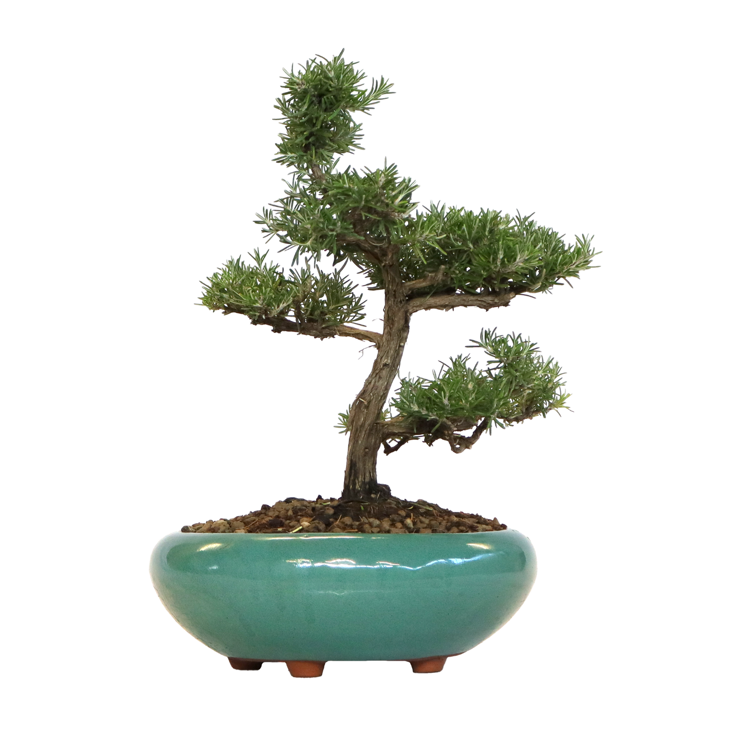 KENTIS - Cycas Revoluta - Palmier Nain - Plantes D'Extérieur Et D