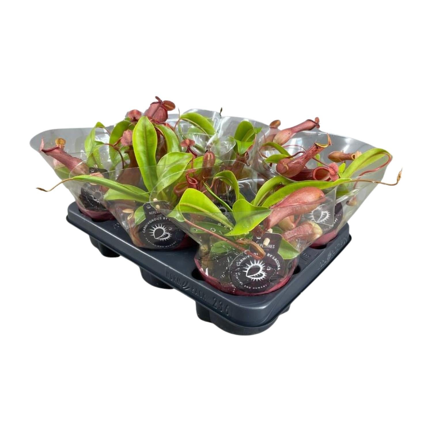 Nepenthes Alata - Roślina mięsożerna Pitcher - Doniczka Ø12cm - Wysokość 17cm