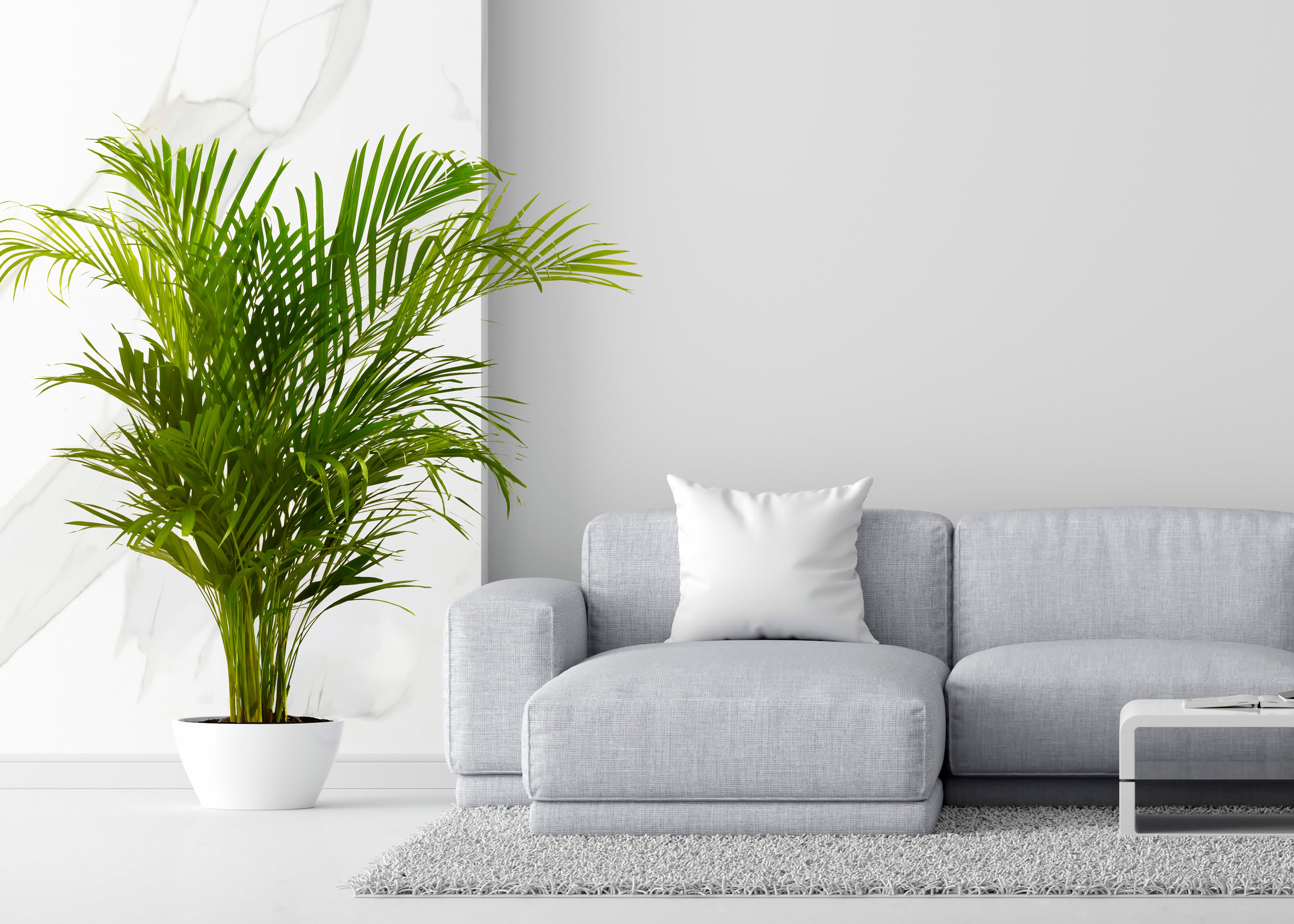Palmera Areca Planta Natural M15 Altura 70-80cm en maceta de 15cm de diámetro - 2