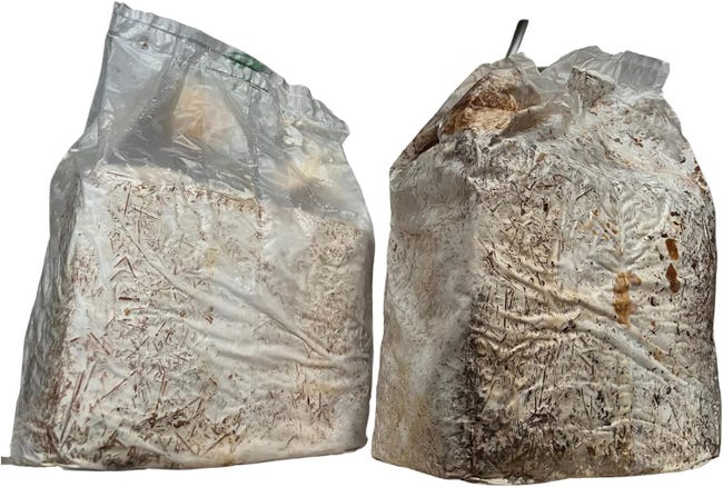 KIT COLTIVAZIONE FUNGHI Appassionati Di Coltivazione Funghi Micologia - Foto 6