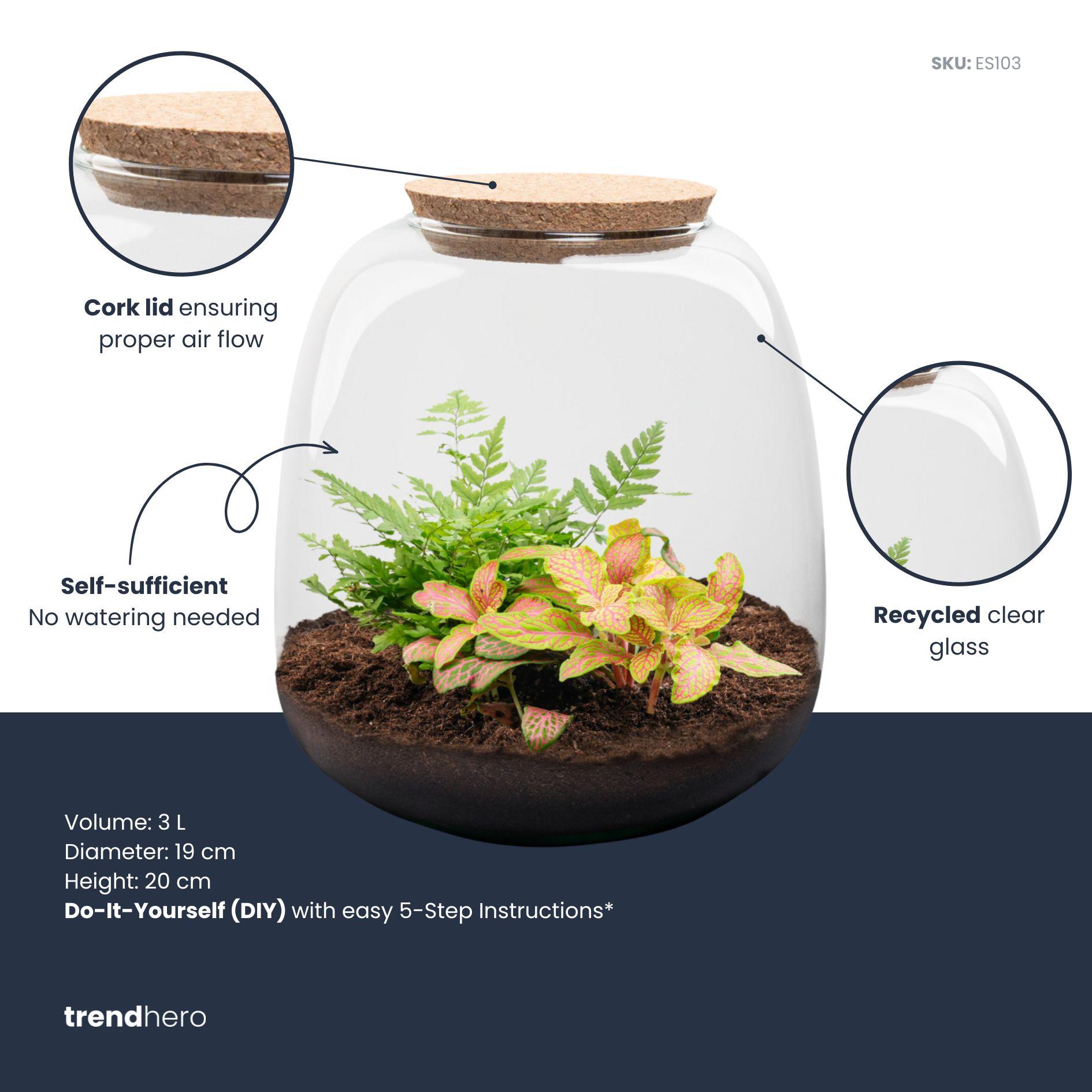 Mini Terrário de Plantas Kit DIY Ø19x20 cm – Mini Ecossistema para Montar com Fittonia Ruby Lime - 3