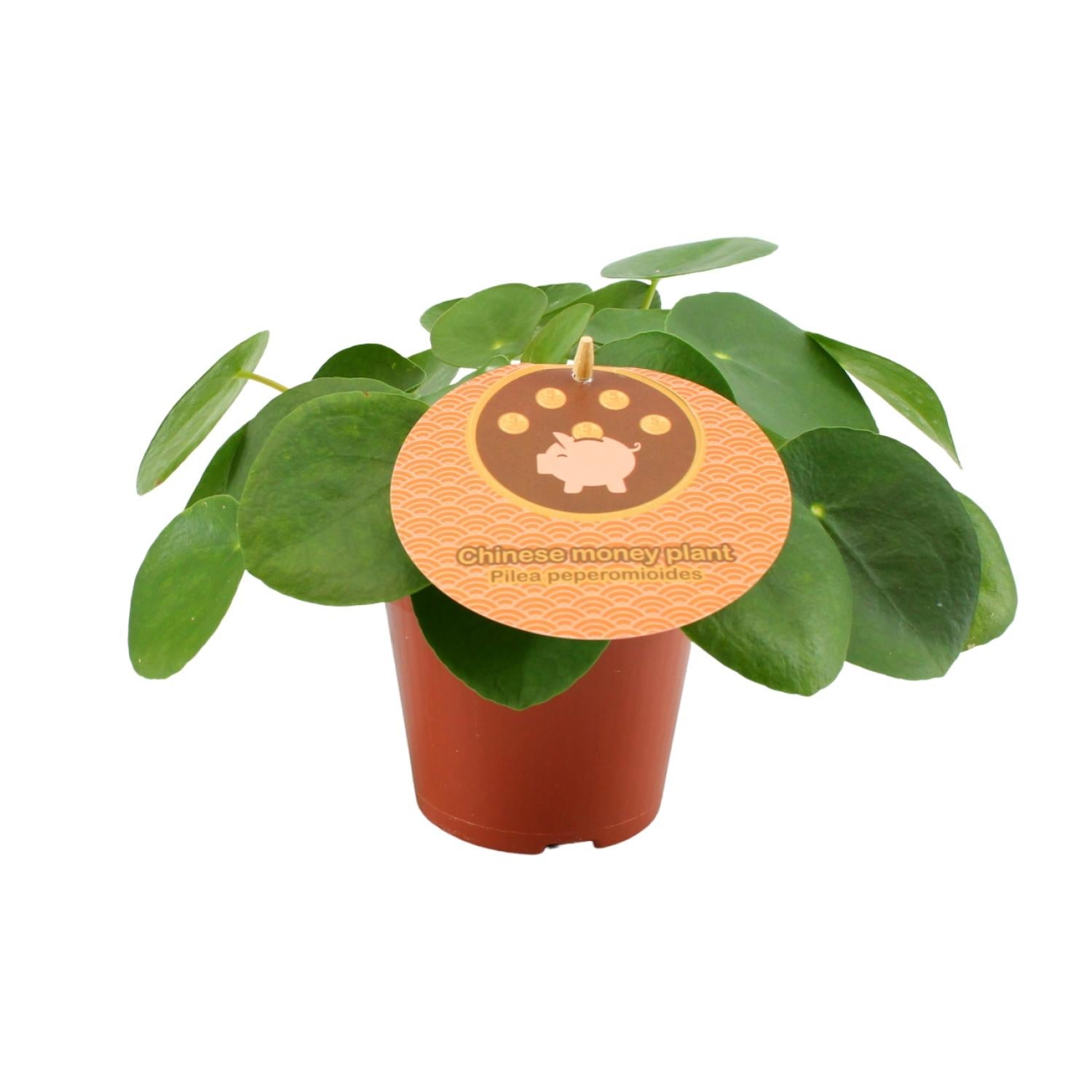 Pilea Peperomioides - Roślina doniczkowa - Doniczka Ø12cm - Wysokość 20cm